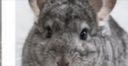 龙猫